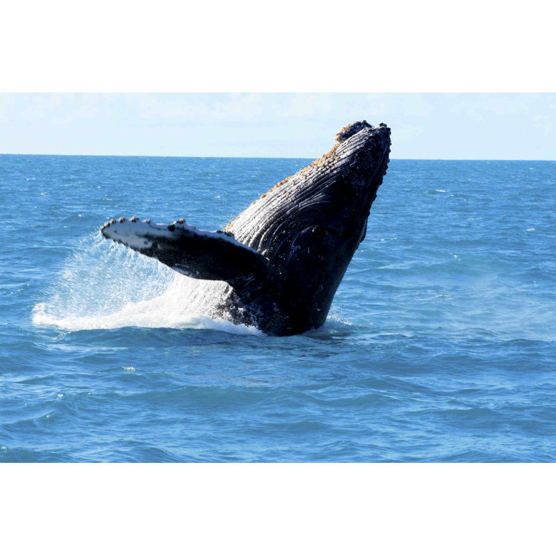 Humpback Whale Sighting by Joa_Souza - No Frame Print on Canvas, 81cm H x 122cm W