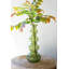 Vase en verre Ivy Bronx-106714769-106714770