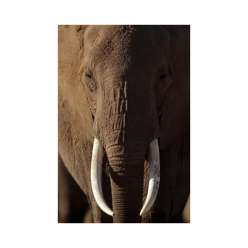 African Elephant Male Portrait With Long Tusks, Kenya by Tim Fitzharris - Wrapped Canvas Print