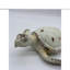 Tortue Penn-186037844