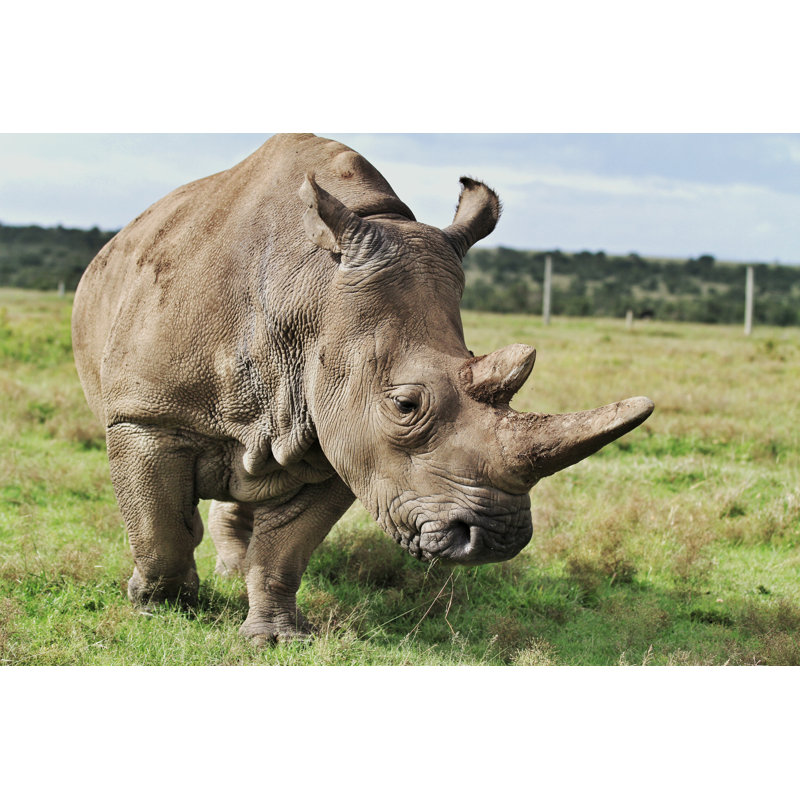 Endangered Rhino - Photographie sur toile tendue, H 24 po x l 36 po x P 1,25 po