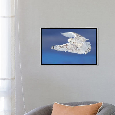 «Flight of the Snowy - Snowy Owl» par Jim Cumming - reproduction de photo sur toile encadrée