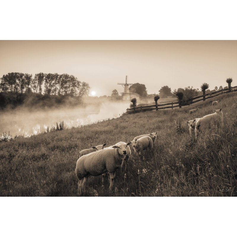 Moutons qui paissent, H 24 po x l 36 po, Non, Toile tendue