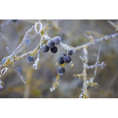 Blackthorn by Ph2212