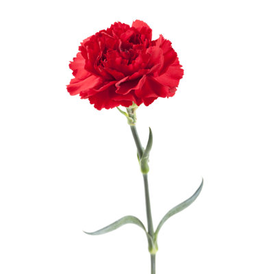 Isolated Red Carnation by Powerofforever