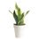 Snake Plant in Décor Planter