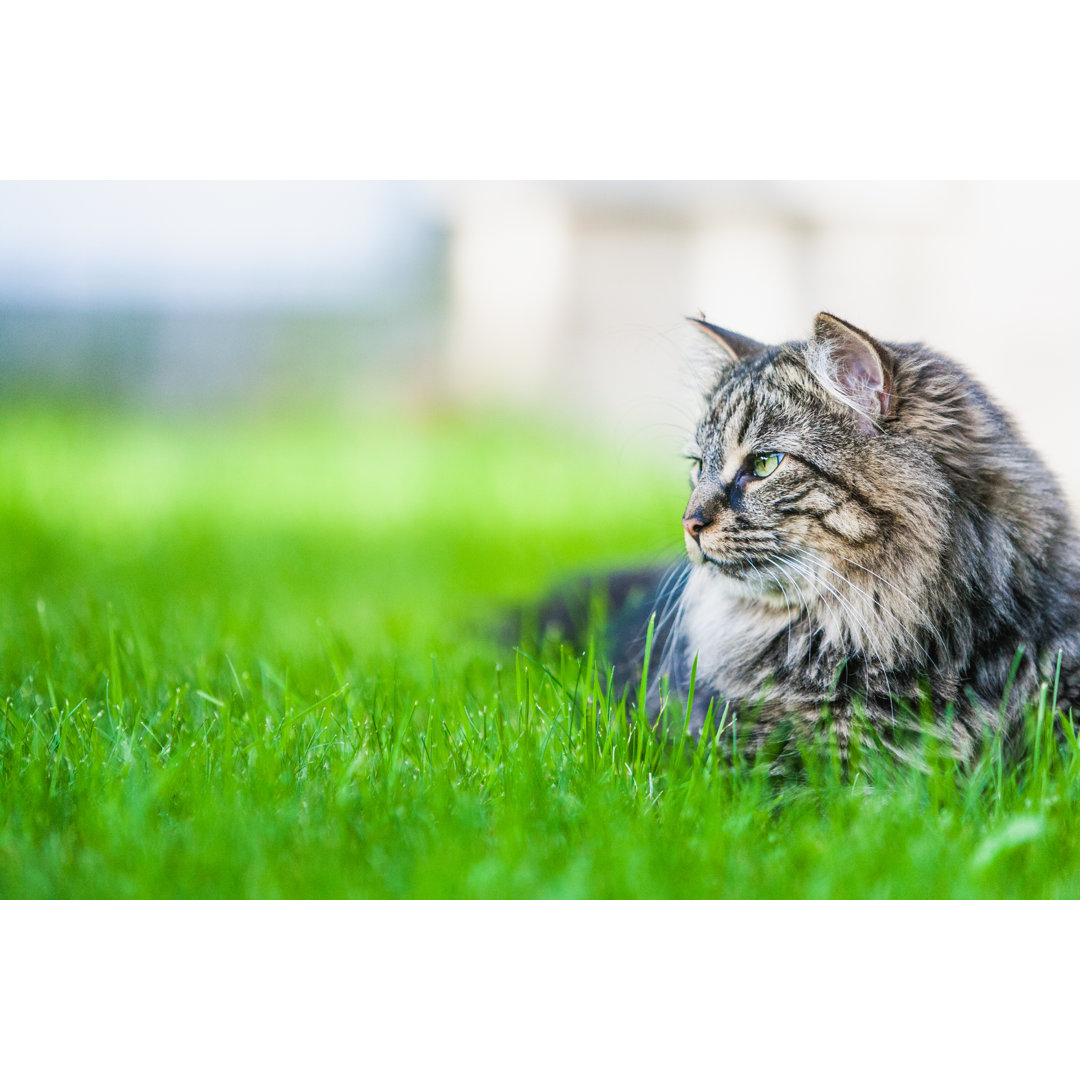 Maine Coon Cat von Instants - Druck auf Leinwand ohne Rahmen