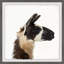 « llama profile », reproduction d’impression encadrée Aghavary-26400975