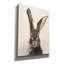 «Tyrinia European Hare II On Canvas» par Ethan Harper, reproduction-1664897231