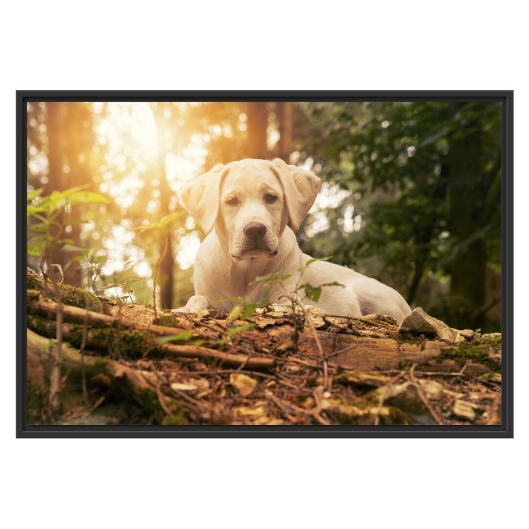 Gerahmtes Wandbild Dog in Woodland at Sunset