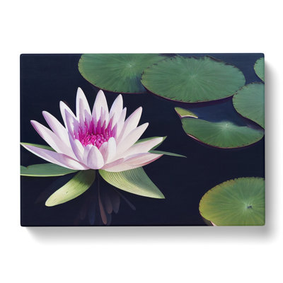 Flourishing Water Lily Flower - Wrapped Canvas