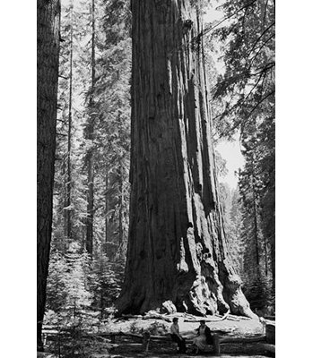 " The Sherman Tree "