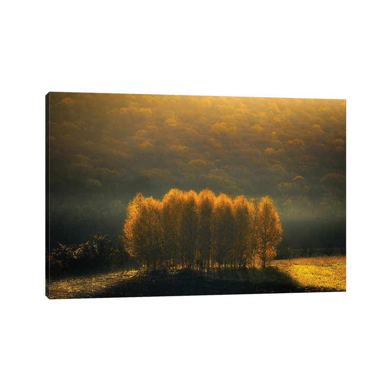 Morning Light by Anghel Rusu - Wrapped Canvas Print