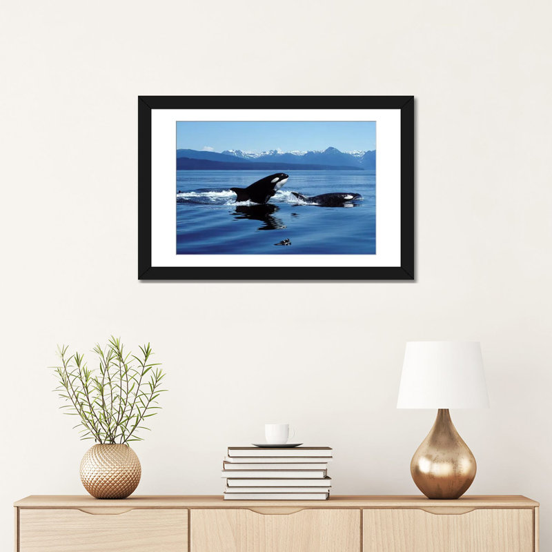 " Killer Whales Breaching In Icy Strait, Southeast Alaska " by VWPics, Black Framed Fine Art Paper, 16" H x 24" W x 1" D