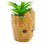 Plante de 6 po