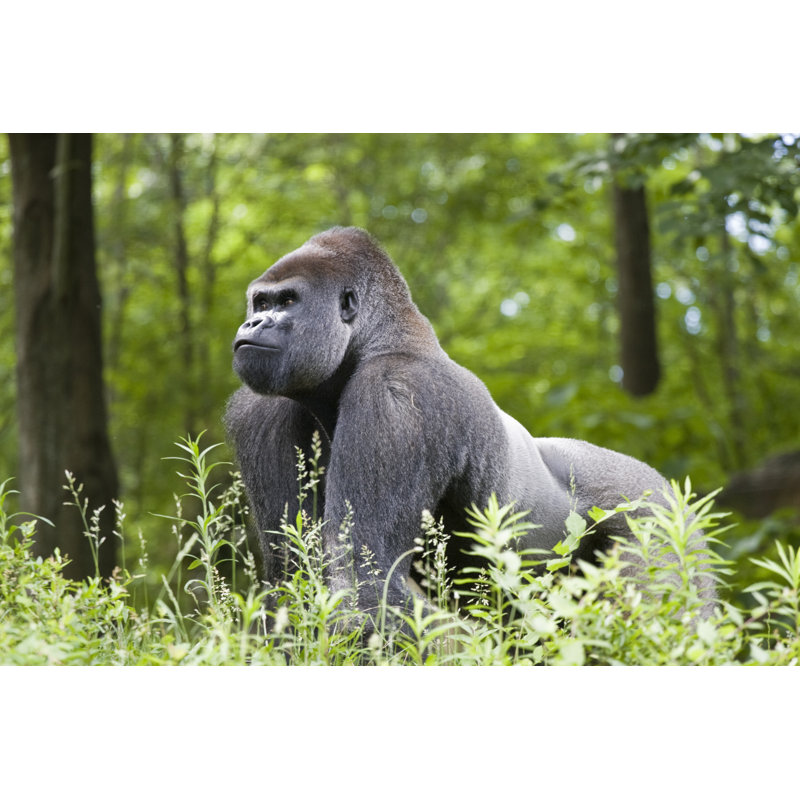 Make Silverback Gorilla In The Forest Of Central Africa by Ddea - Wrapped Canvas Print, 61cm H x 91cm W x 3.8cm D