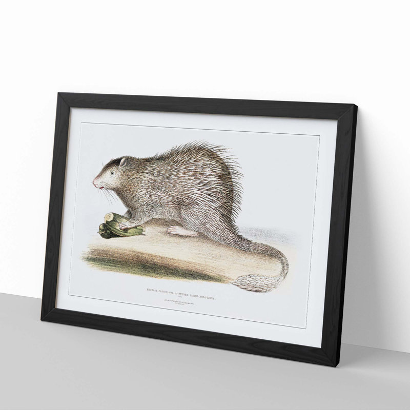 Porcupine Illustration by John Edward Gray - Picture Frame Painting Print, 40cm H x 60cm W x 2cm D, Black