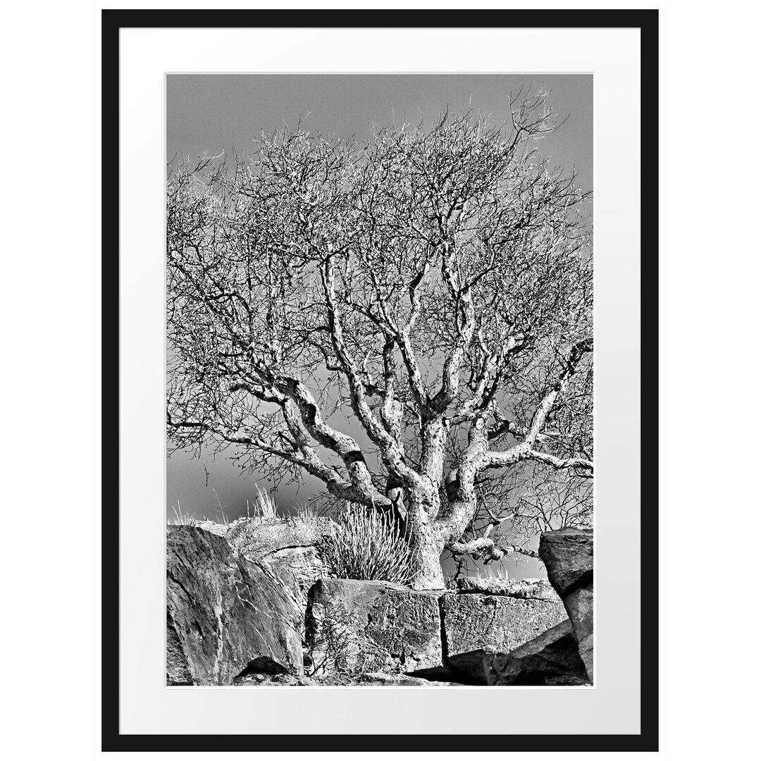 Gerahmtes Poster Einsamer Baum im Gebirge