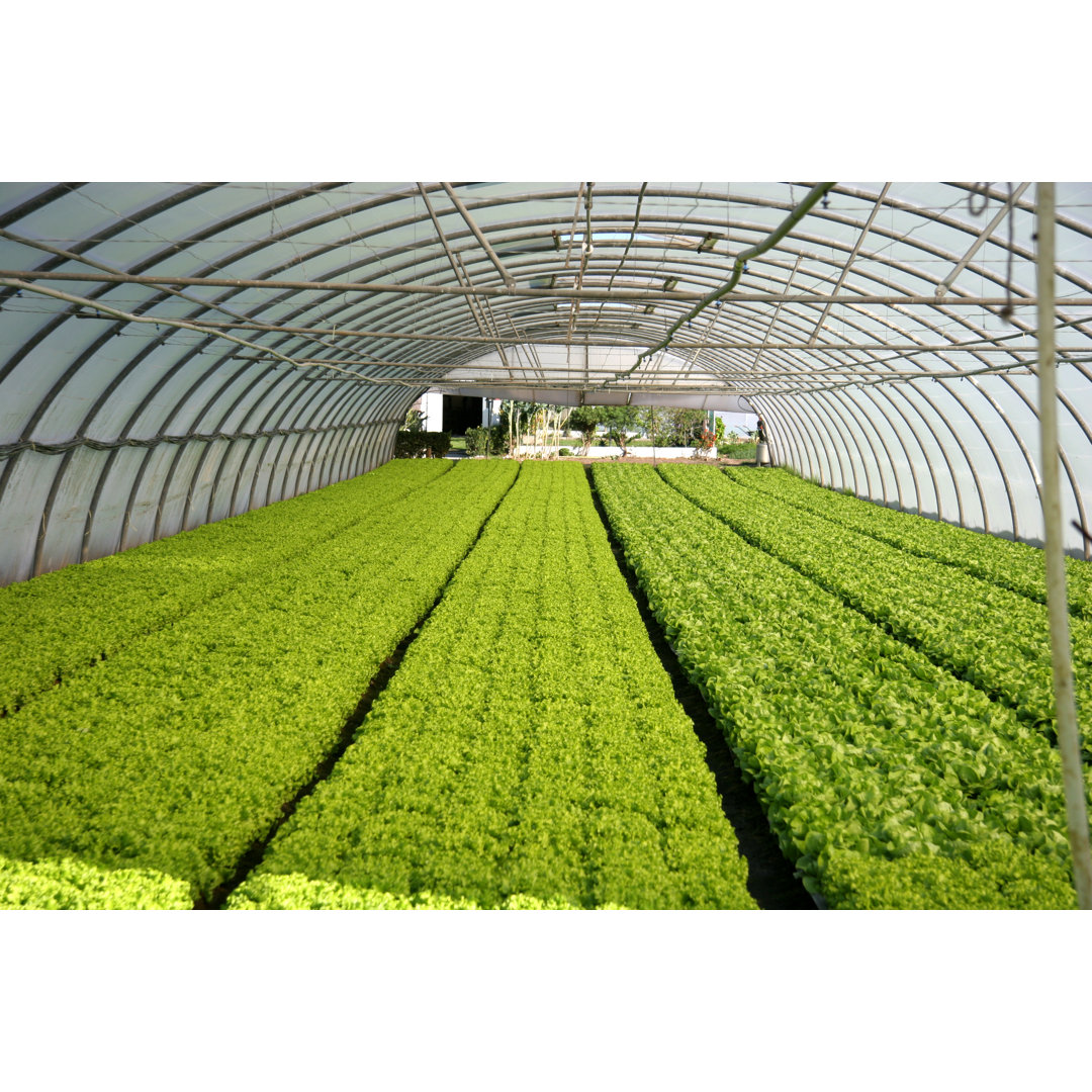 Greenhouse von LuisPortugal - Druck auf Leinwand ohne Rahmen