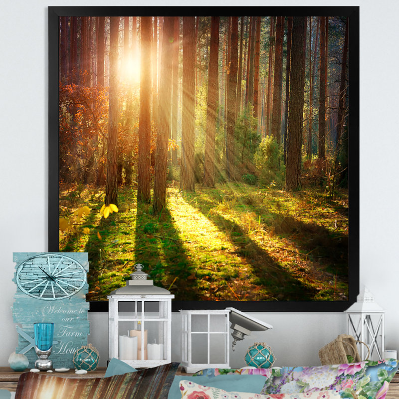 Sun Rays in Misty Old Forest - Peinture, Cadre photo noir, H 16 po x l 16 po