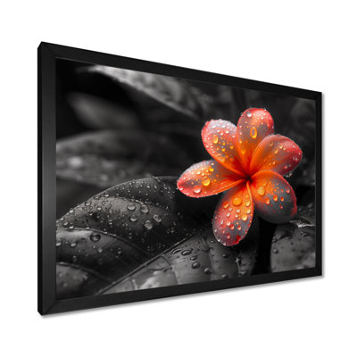 Orange orange, photo de jardin Plumeria I - impression d'art mural Plumeria