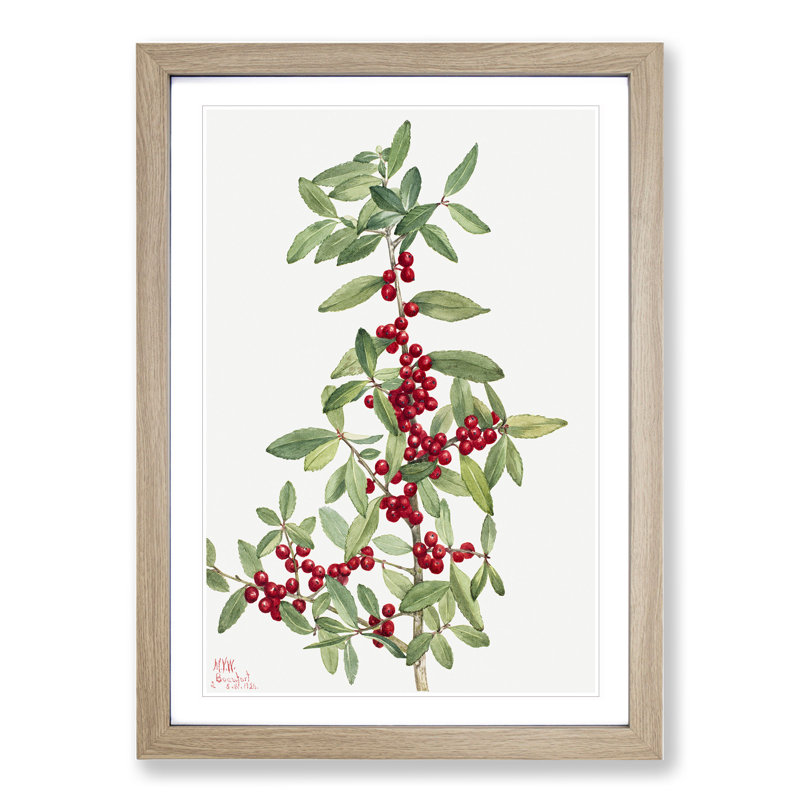 Yaupon by Mary Vaux Walcott - Picture Frame Painting, 48cm H x 36cm W x 2cm D, Oak Framed