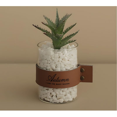 Plante grasse 10,62 po
