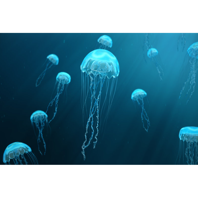 Jellyfish by Rost-9D - Wrapped Canvas Print, 30cm H x 46cm W x 3.8cm D