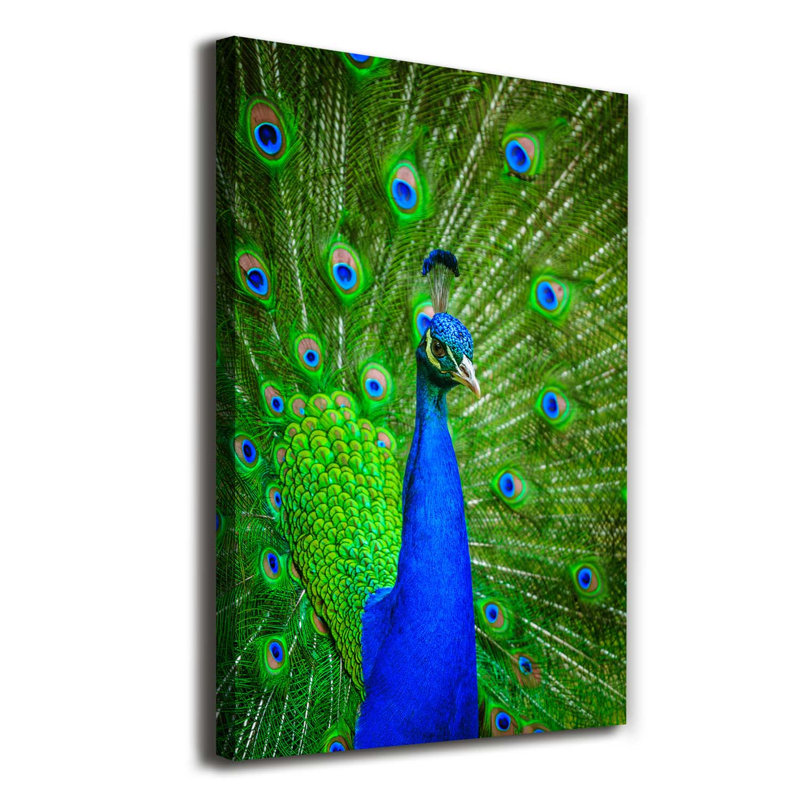 Peacock - Wrapped Canvas Print