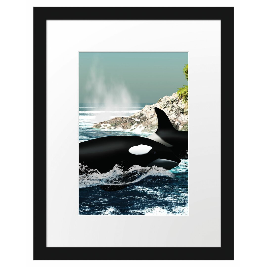 Gerahmtes Poster Orcas vor Insel