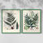 Collection de fougères VI - reproduction encadrée de qualité supérieure - prête à être accrochée - aucun clou requis - aucun clou requis-107997605-107997600