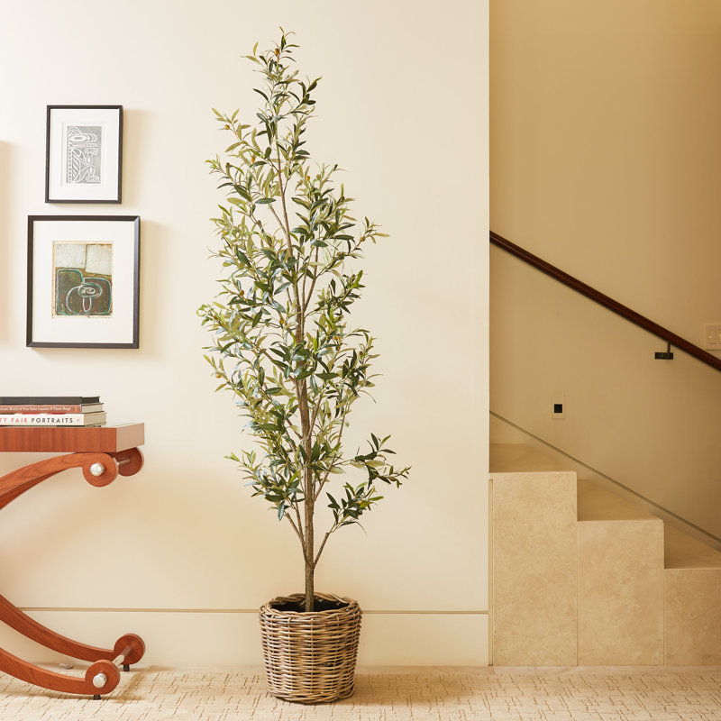 7FT Slim Olive Tree in Grower Pot