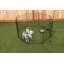 Stylos d'exercice Lucky Dog-11941706