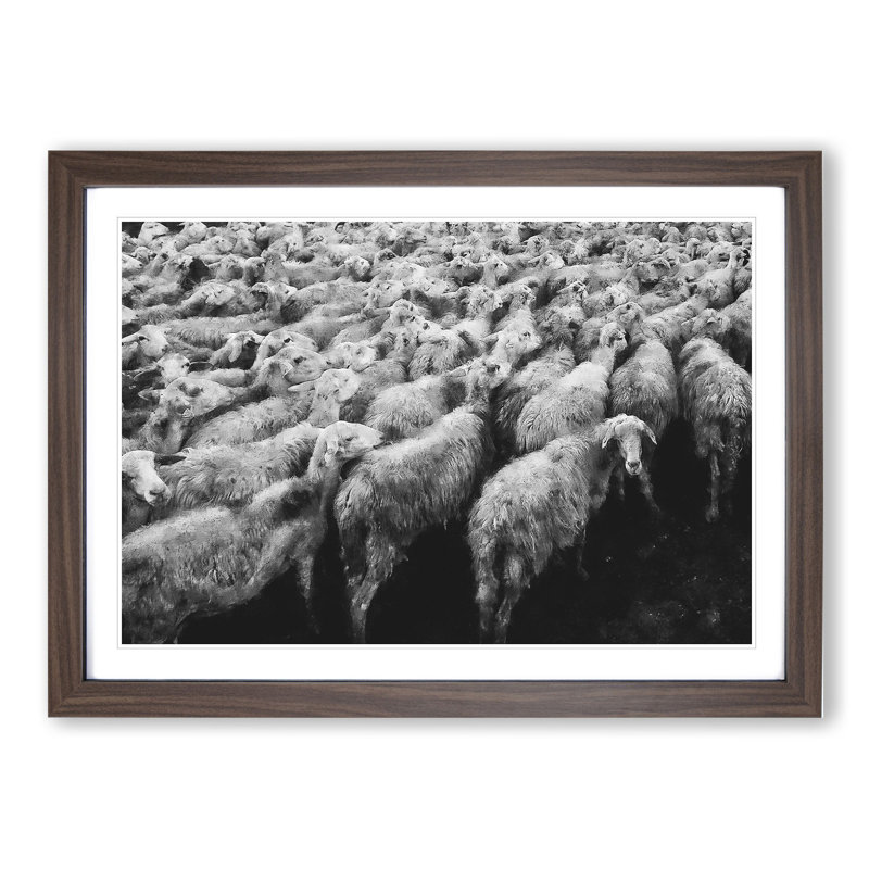 Flock of Sheep Vol.1 - Framed Print, Walnut Framed, 48cm H x 65cm W x 2cm D
