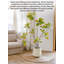 Ornement artificiel en ficus artificiel pour salon