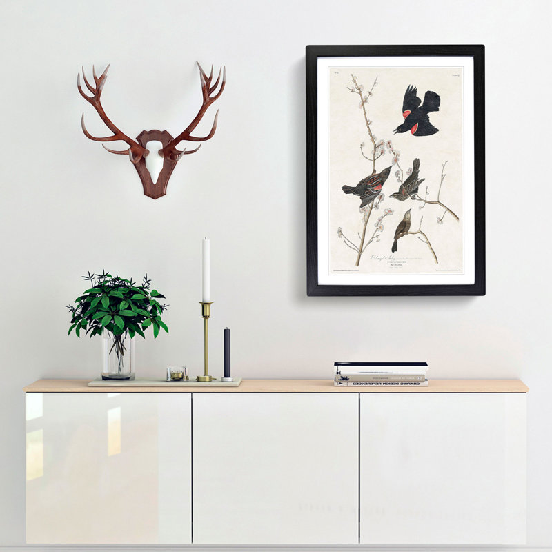 Red-Winged Starling by John James Audubon - Picture Frame Painting Print, 36cm H x 27cm W x 2cm D, Black Framed