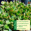Live Jade Plant
