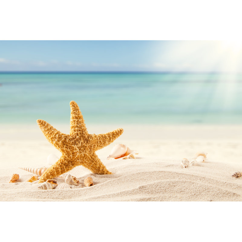 Strafish And Shells - Wrapped Canvas Print, 61cm H x 91cm W x 3.8cm D