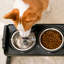 Elevated Feeder