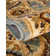 Niles Floral Indoor Rug