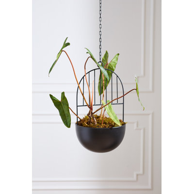 Hestia Hanging Planter 12.25"x 39"