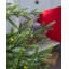6.99' H Lighted Artificial Fir Christmas Tree