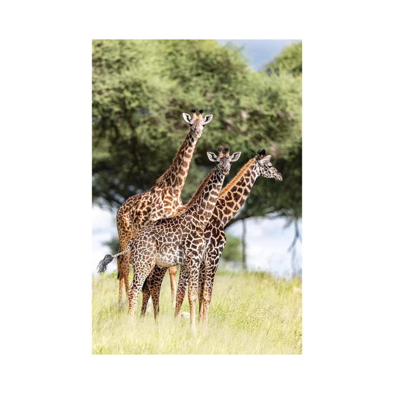 Where Are You? by Anders Jorulf - Wrapped Canvas Gallery-Wrapped Canvas Giclée, 101.6cm H x 66.04cm W