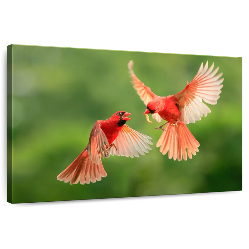 Brampt Northern Cardinal