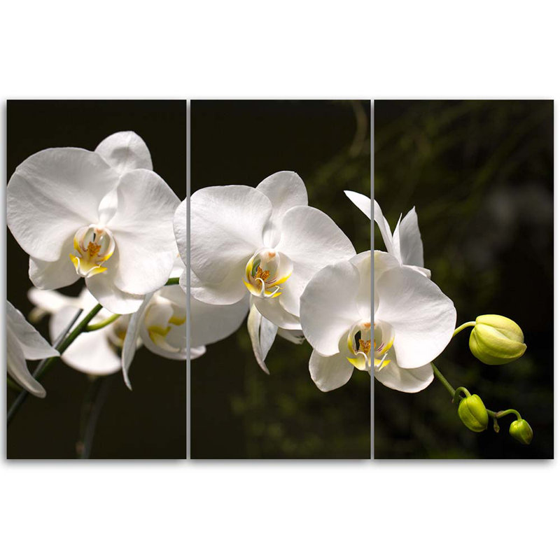 White Orchid Flower - 3 Piece Wrapped Canvas Print Set, 80cm H x 120cm W