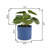 6.5'' Faux Money Plant Plant in Pot