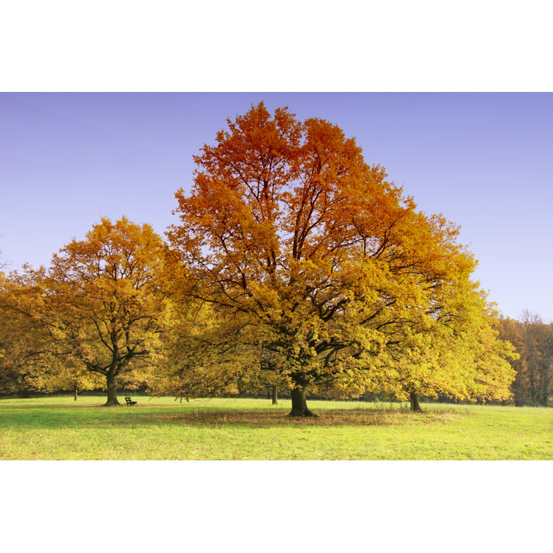 " Trees In Autumn " by Kuelcue, 12'' W x 8'' H