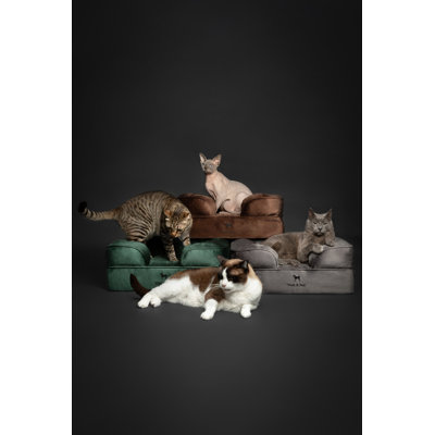 Lit pour chien géant Noah & Paw XXL, lits orthopédiques pour chien, mousse viscoélastique infusée de gel rafraîchissant, housse intérieure, imperméable, lavable à la machine (collection de canapé en velours)