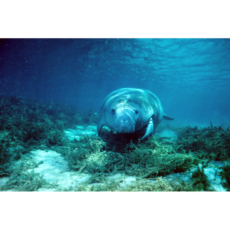 Florida Manatee 68 by Stammphoto - Wrapped Canvas Print, 30cm H x 46cm W