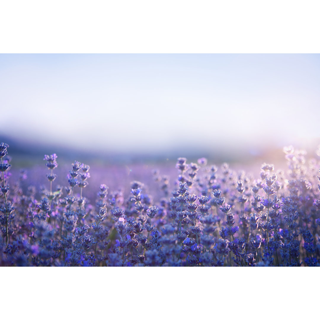 Lavendel von Draganab - Druck auf Leinwand ohne Rahmen